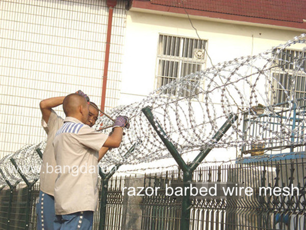 Razor Barbed Wire Mesh BD-01